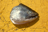 Mark Greenwald, Fish Head on Pavement, Photograph